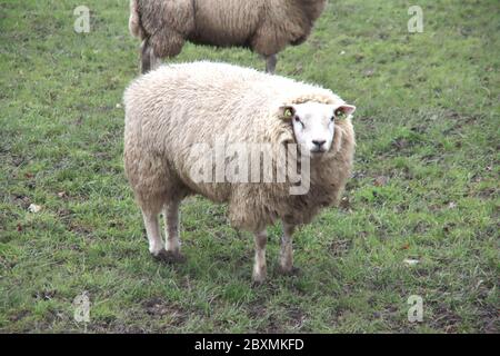 Schwangere Schafe auf der Wiese in Nieuwerkerk aan den IJssel niederlande Stockfoto