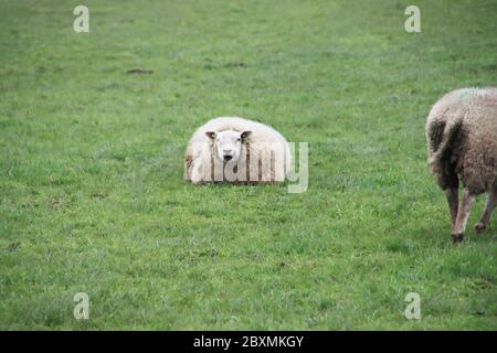 Schwangere Schafe auf der Wiese in Nieuwerkerk aan den IJssel niederlande Stockfoto