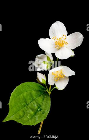 Studio-Nahaufnahme eines europäischen Rohrbusches (lat.: philadelphus coronarius) mit Blüten in vier verschiedenen Vegetationsphasen von der Knospe bis zur offenen Blume. Stockfoto