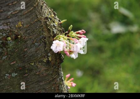 Weiße und rosa Blüten des Prunus-Baumes im öffentlichen Park in Nieuwerkerk aan den IJssel in den Niederlanden Stockfoto