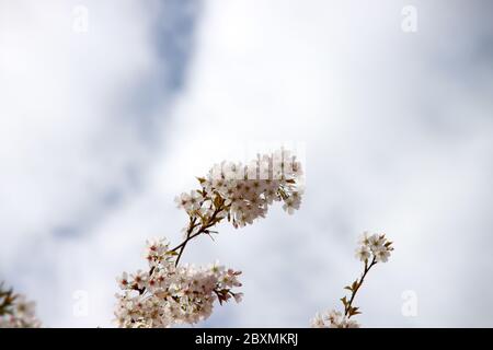 Weiße und rosa Blüten des Prunus-Baumes im öffentlichen Park in Nieuwerkerk aan den IJssel in den Niederlanden Stockfoto