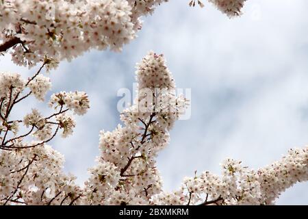 Weiße und rosa Blüten des Prunus-Baumes im öffentlichen Park in Nieuwerkerk aan den IJssel in den Niederlanden Stockfoto