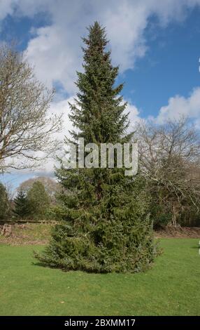 Frühling Laub eines Evergreen-Nadelbaumes Serbische Fichte (Picea omorika) wächst in einem Pinetum im ländlichen Cornwall, England, Großbritannien Stockfoto