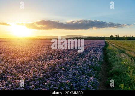 Schöne lila blühende Phacelia Feld in der Sonnenuntergang Naturlandschaft Stockfoto