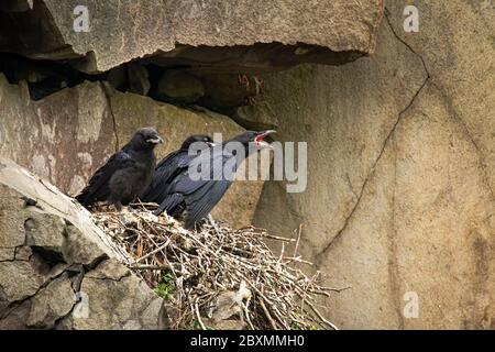 Rabe Jungküken sitzen auf dem Nest in Berghang und warten Stockfoto