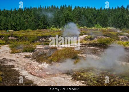 Fumarolen, Dampfdüsen in der Krater of the Moon Thermal Area, Waikato Region, North Island, Neuseeland Stockfoto