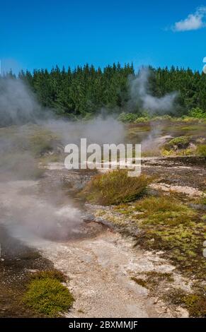 Fumarolen, Dampfdüsen in der Krater of the Moon Thermal Area, Waikato Region, North Island, Neuseeland Stockfoto