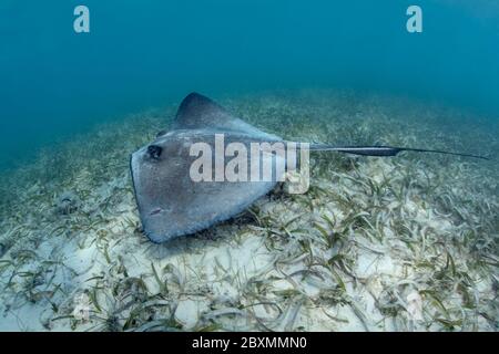 Zwei südliche Stachelrochen, die auf einer Seegraswiese bei Silky Caye in Belize schwimmen. Stockfoto