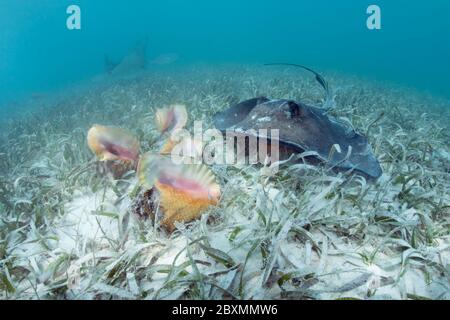 Der südliche Stachelrochen ernährt sich von der Königinnenmuschel in der Seegraswiese am Silky Caye, Belize. Stockfoto