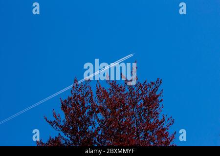 Baumwipfel einer Kupferbuche gegen einen klaren blauen Himmel mit einem Flugzeug und einem weißen Kontragel, Fagus sylvatica f. purpurea Stockfoto