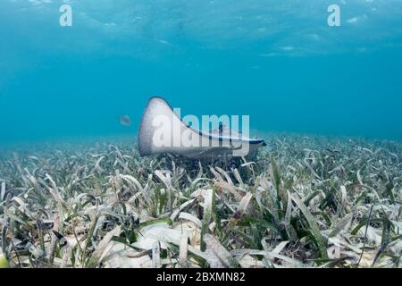 Zwei südliche Stachelrochen, die auf einer Seegraswiese bei Silky Caye in Belize schwimmen. Stockfoto