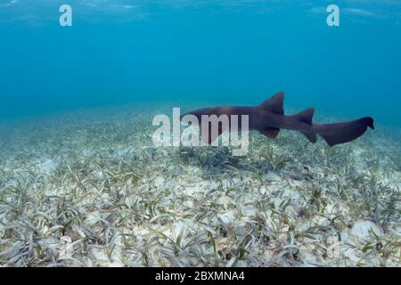 Der Ammenhai (Ginglymostoma cirratum) schwimmt über der Seegraswiese bei Silky Caye, Belize. Stockfoto