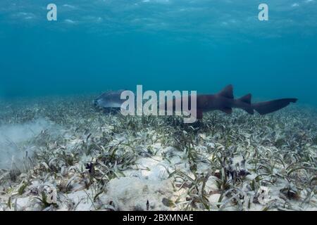 Der Ammenhai (Ginglymostoma cirratum) schwimmt über der Seegraswiese bei Silky Caye, Belize. Stockfoto