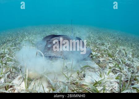 Ein südliche Stachelrochen, der sich auf den Fetzen der Königinnenkonche in einer Seegraswiese bei Silky Caye in Belize ernährt. Stockfoto