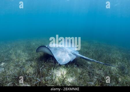 Karibischer Whiptail Stachelrochen (Styracura schmardae) schwimmt über dem Seegras am Belize Barrier Reef. Stockfoto