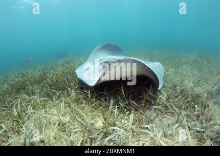 Karibischer Whiptail Stachelrochen (Styracura schmardae) schwimmt über dem Seegras am Belize Barrier Reef. Stockfoto