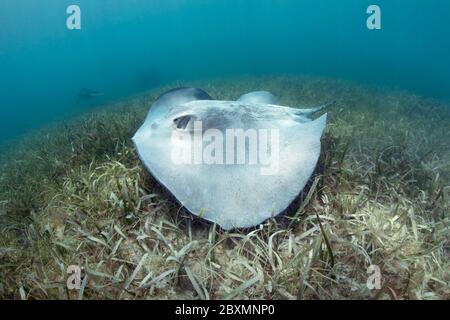 Karibischer Whiptail Stachelrochen (Styracura schmardae) schwimmt über dem Seegras am Belize Barrier Reef. Stockfoto