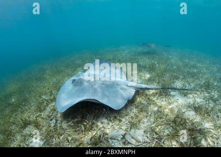 Karibischer Whiptail Stachelrochen (Styracura schmardae) schwimmt über dem Seegras am Belize Barrier Reef. Stockfoto