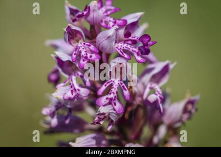 Nahaufnahme Blume der wilden Orchideenart genannt die militärische Orchidee, lateinischer Name Orchis militaris an Selevenjske pustare in Vojvodina, Serbien Stockfoto