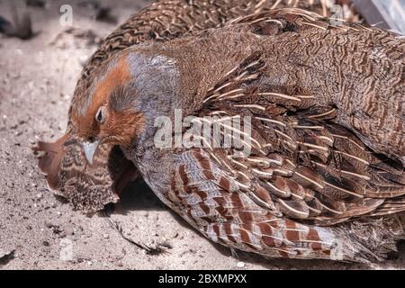Zwei Wachtel, Coturnix coturnix, Vögel im natürlichen Lebensraum. Wachtel im Sand Stockfoto