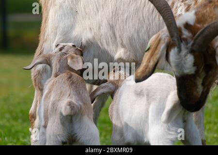 Ein paar Ziegenbabys, Ziegen trinken Milch von der Mutter im Frühling Stockfoto