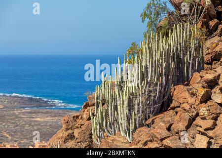 Euphorbia wächst auf felsigen Hängen von vulkanischen Schutt auf Teneriffa, Spanien Stockfoto