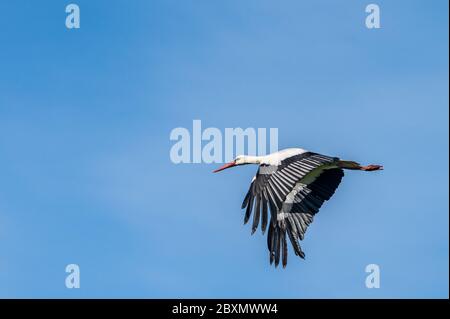 Die Störche bei Knepp Rewilding Stockfoto