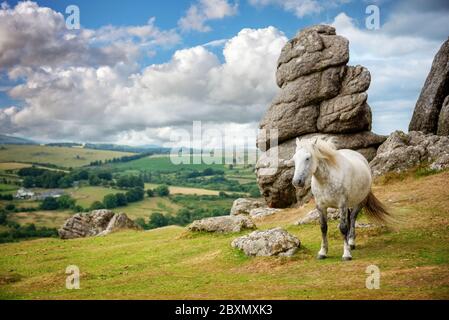 In der Nähe von Dartmoor Pony Sattel Tor, Dartmoor, Devon, Großbritannien Stockfoto