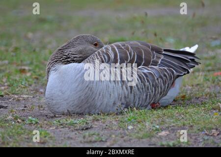 Eine einzelne Greylag Gans sitzt auf dem Gras Stockfoto
