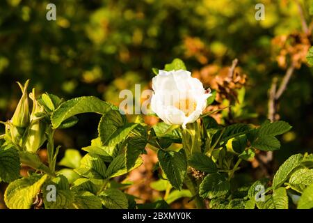 Die weiße Blüte einer Rugosa Rose, die in einem Stadtpark gefunden wurde Stockfoto