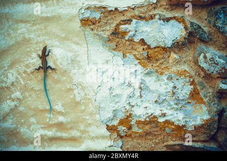 Eidechse auf alter Wand aus weißem Steinhaus an sonnigen Tag auf der griechischen Insel Symi, Dodekanes, Griechenland Stockfoto