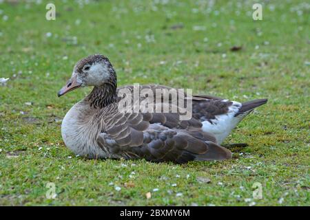 Eine einzelne Greylag Gans sitzt auf dem Gras Stockfoto