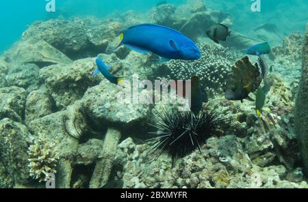 (200608) -- HAIKOU, 8. Juni 2020 (Xinhua) -- Fische auf einer Meeresranch auf der Insel Wuzhizhou in Sanya, Südchina, 28. März 2020, um künstliche Riffe zu fischen. Die Marine Ranch im Meeresgebiet der Insel Wuzhizhou in Sanya ist Chinas erste tropische Marine Ranch. In den letzten Jahren hat die Marine Ranch sukzessive künstliche Riffverlegung, Wiederherstellung der Meeresumwelt und Korallentransplantation durchgeführt und schrittweise den Schutz und die Wiederherstellung des marinen Ökosystems gefördert. Bis Ende 2019 insgesamt 1,526 künstliche Fischfangriffe verschiedener Art Stockfoto