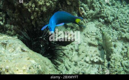 (200608) -- HAIKOU, 8. Juni 2020 (Xinhua) -- Fische auf einer Meeresranch im Meeresgebiet der Wuzhizhou Insel in Sanya, Südchinesische Provinz Hainan, 28. März 2020, um die künstlichen Riffe herum. Die Marine Ranch im Meeresgebiet der Insel Wuzhizhou in Sanya ist Chinas erste tropische Marine Ranch. In den letzten Jahren hat die Marine Ranch sukzessive künstliche Riffverlegung, Wiederherstellung der Meeresumwelt und Korallentransplantation durchgeführt und schrittweise den Schutz und die Wiederherstellung des marinen Ökosystems gefördert. Bis Ende 2019, insgesamt 1,526 künstliche Fischfangriffe von verschiedenen Stockfoto