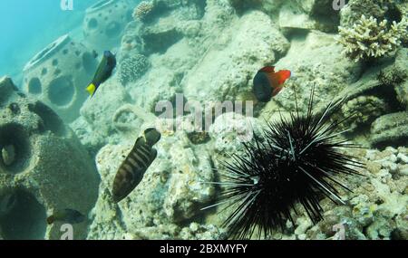 (200608) -- HAIKOU, 8. Juni 2020 (Xinhua) -- Fische auf der Meeresranch der Insel Wuzhizhou in Sanya, Südchina, 28. März 2020, um künstliche Riffe zu fischen. Die Marine Ranch im Meeresgebiet der Insel Wuzhizhou in Sanya ist Chinas erste tropische Marine Ranch. In den letzten Jahren hat die Marine Ranch sukzessive künstliche Riffverlegung, Wiederherstellung der Meeresumwelt und Korallentransplantation durchgeführt und schrittweise den Schutz und die Wiederherstellung des marinen Ökosystems gefördert. Bis Ende 2019, insgesamt 1,526 künstliche Fischfangriffe von verschiedenen ty Stockfoto