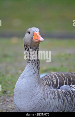 Eine einzelne Greylag Gans sitzt auf dem Gras Stockfoto