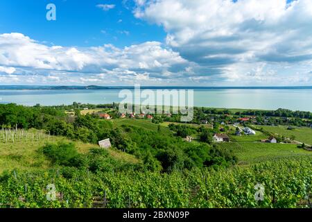 Schöne Aussicht auf den Plattensee mit Weinbergen vom Badacsony Hügel Stockfoto