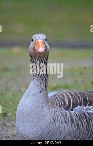 Eine einzelne Greylag Gans sitzt auf dem Gras Stockfoto