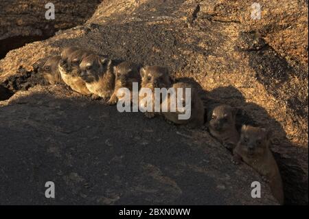 Felsnase, Procavia capensis, afrika Stockfoto