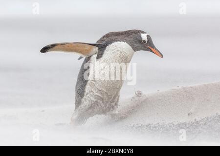 Gentoo Penguin, Pygoscelis papua, ein Erwachsener, der am Strand entlang spazierengeht und sich durch einen Sandsturm kämpft, Seelöweninsel, Falklandinseln, Stockfoto