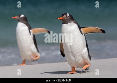 Gentoo Penguin, Pygoscelis papua, ein Paar Erwachsene Vögel, die am Strand entlang spazieren, Bleaker Island, Falkland Islands, Januar Stockfoto