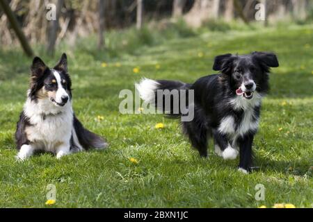 Labrador-Australian Shepherd, Mischlingshund Stockfoto