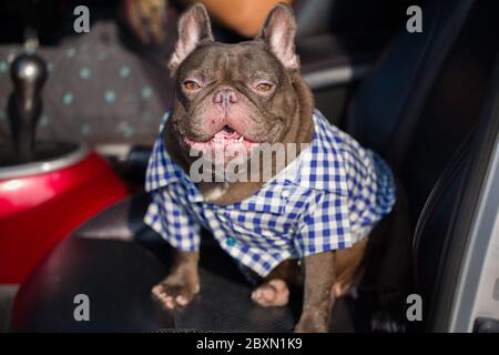 Französische Bulldogge sitzt auf dem Auto Stockfoto
