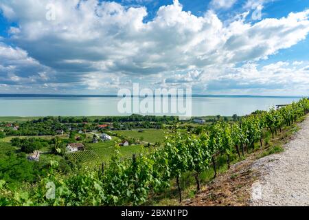 Schöne Aussicht auf den Plattensee mit Weinbergen vom Badacsony Hügel Stockfoto