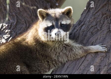 Gemeiner Waschbär, Procyon lotor, Deutschland Stockfoto