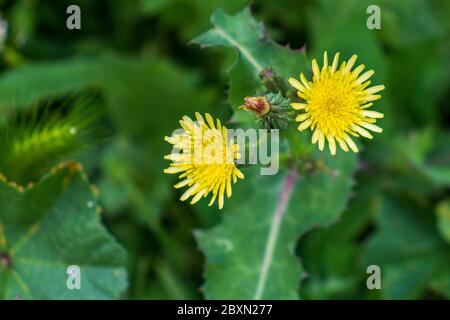 Sonchus oleraceus, glatte Distelblüte Stockfoto