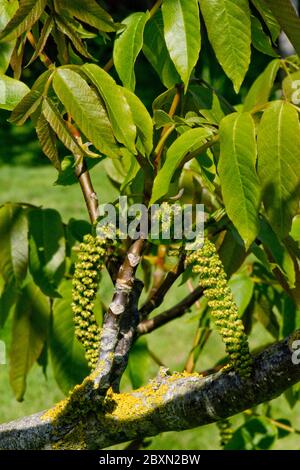 Männliche Kätzchen auf einem Walnussbaum (Juglans regia) mit jungen Blättern im Frühjahr, Berkshire, Mai Stockfoto