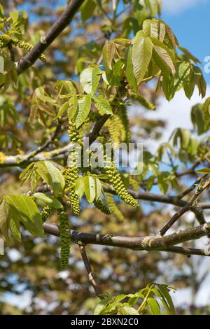 Männliche Kätzchen auf einem Walnussbaum (Juglans regia) mit jungen Blättern im Frühjahr, Berkshire, Mai Stockfoto