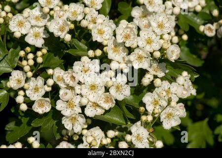 Mai oder Weißdornblüte (Crataegus monogyna) weiße Blüten auf einem kleinen duftenden Baum typisch für Frühjahr, Berkshire, Mai Stockfoto