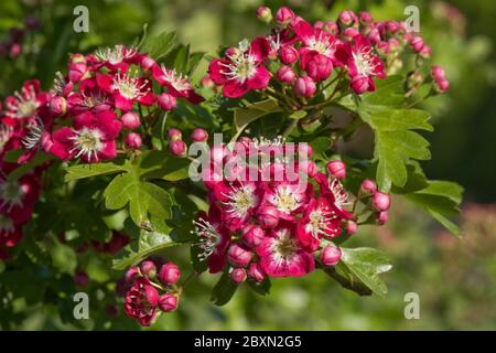 Rot-weiße Blüten auf einem ornamentalen Weißdorn oder Blüten Crataegus laevigata 'Crimson Cloud', Berkshire, Mai Stockfoto